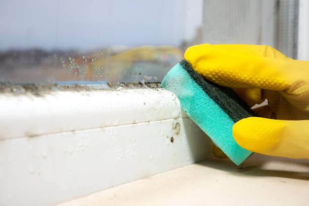 Best Environmental Consulting for Mold Prevention  in Squaw Valley, CA